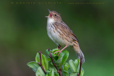 Lanceolated Warbler (Locustella lanceolata)