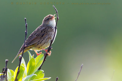 Lanceolated Warbler (Locustella lanceolata)