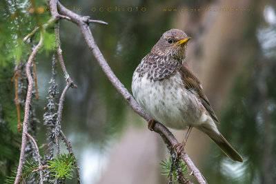 Black-throated Thrush (Turdus atrogularis)