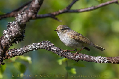 Yellow-browed Warbler (Phylloscopus inornatus)