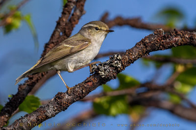 Yellow-browed Warbler (Phylloscopus inornatus)