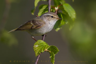 Yellow-browed Warbler (Phylloscopus inornatus)