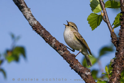 Yellow-browed Warbler (Phylloscopus inornatus)