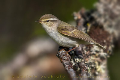 Yellow-browed Warbler (Phylloscopus inornatus)