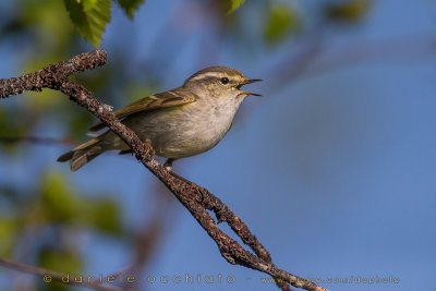 Yellow-browed Warbler (Phylloscopus inornatus)