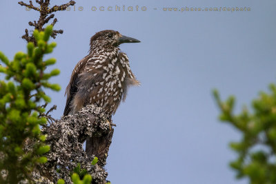 Nutcracker (Nucifraga caryocatactes macrorhynchos)