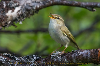 Arctic Warbler (Phylloscopus borealis)