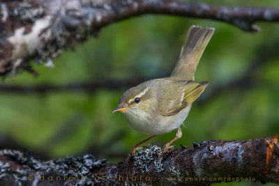 Arctic Warbler (Phylloscopus borealis)