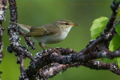 Arctic Warbler (Phylloscopus borealis)