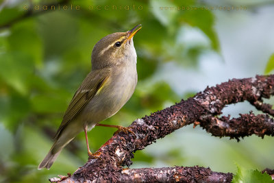 Arctic Warbler (Phylloscopus borealis)