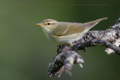 Arctic Warbler (Phylloscopus borealis)