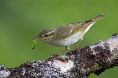 Arctic Warbler (Phylloscopus borealis)