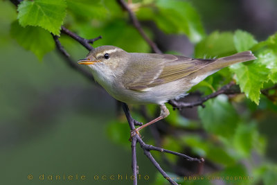 Arctic Warbler (Phylloscopus borealis)