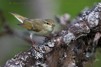 Arctic Warbler (Phylloscopus borealis)