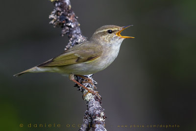 Arctic Warbler (Phylloscopus borealis)