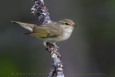 Arctic Warbler (Phylloscopus borealis)