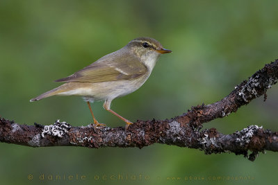 Arctic Warbler (Phylloscopus borealis)