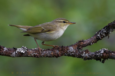 Arctic Warbler (Phylloscopus borealis)