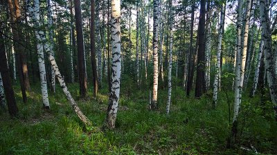 Birch forest near Ekaterinburg