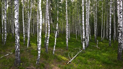 Birch forest near Ekaterinburg