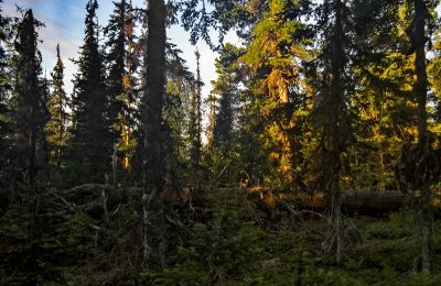 Northern Urals forest