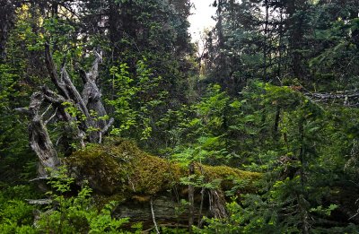 Northern Urals forest