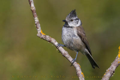 Crested Tit (Lophophanes cristatus)