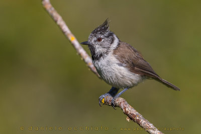 Crested Tit (Lophophanes cristatus)