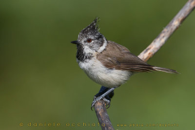 Crested Tit (Lophophanes cristatus)