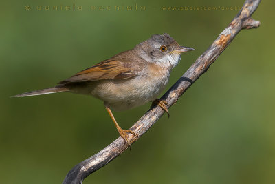 Common Whitethroat (Sylvia communis)