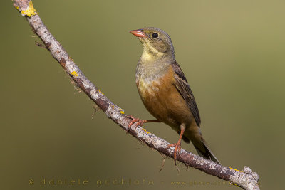 Ortolan Bunting (Emberiza hortulana)