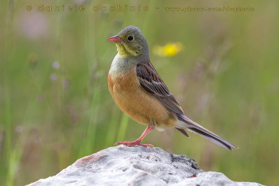 Ortolan Bunting (Emberiza hortulana)