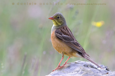 Ortolan Bunting (Emberiza hortulana)