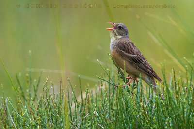 Ortolan Bunting (Emberiza hortulana)