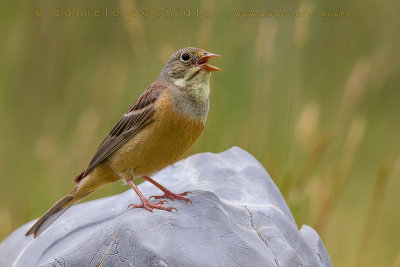 Ortolan Bunting (Emberiza hortulana)