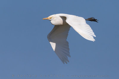 Eastern Cattle Egret (Bubulcus coromandus)