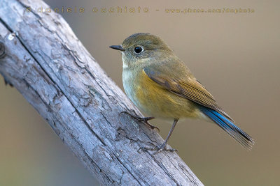 Red-flanked Bluetail (Tarsiger cyanurus)