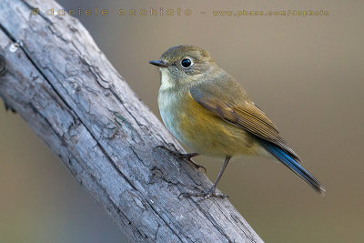 Red-flanked Bluetail (Tarsiger cyanurus)