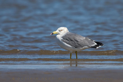 Black-tailed Gull (Larus crassirostris)