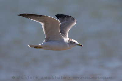 Black-tailed Gull (Larus crassirostris)