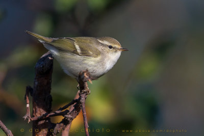 Hume's Leaf Warbler (Phylloscopus humei)