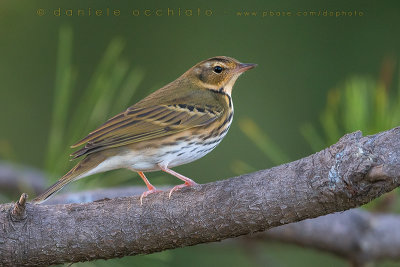 Olive-backed Pipit (Anthus hodgsoni hodgsoni)