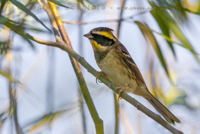 Yellow-throated Bunting (Emberiza elegans)