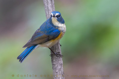 Red-flanked Bluetail (Tarsiger cyanurus)