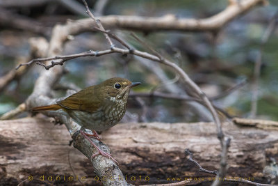 Rufous-tailed Robin (Luscinia sibilans)