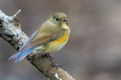 Red-flanked Bluetail (Tarsiger cyanurus)