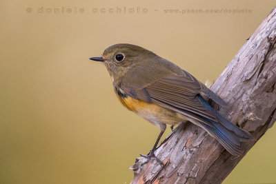 Red-flanked Bluetail (Tarsiger cyanurus)