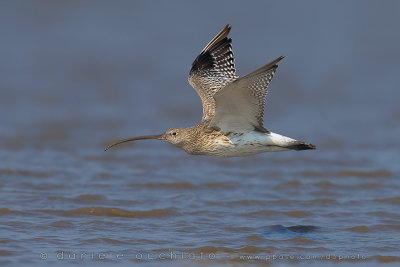 Eurasian Curlew (Numenius arquata orientalis)