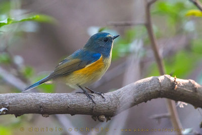 Red-flanked Bluetail (Tarsiger cyanurus)