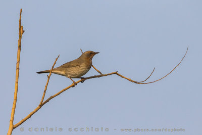 Red-throated Thrush (Turdus ruficollis)